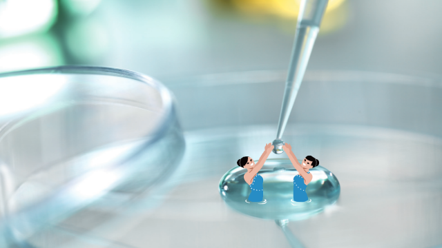 作為檢查用診斷藥的乳膠，用于捕獲抗原